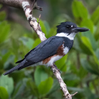 Belted Kingfisher